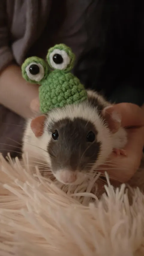 A hat for a pretty boy
