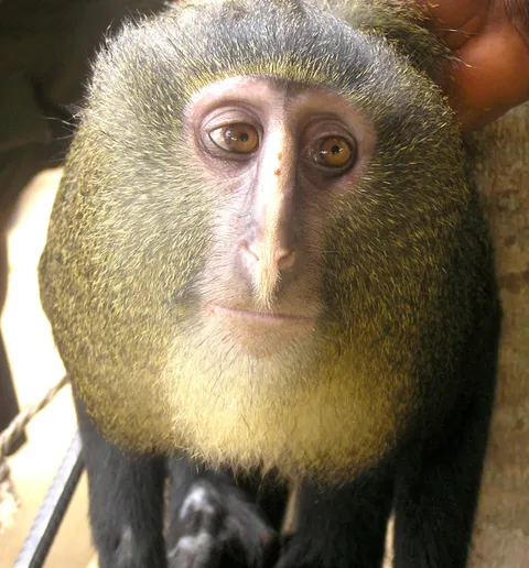 The Lesula, a species of monkey discovered in 2012