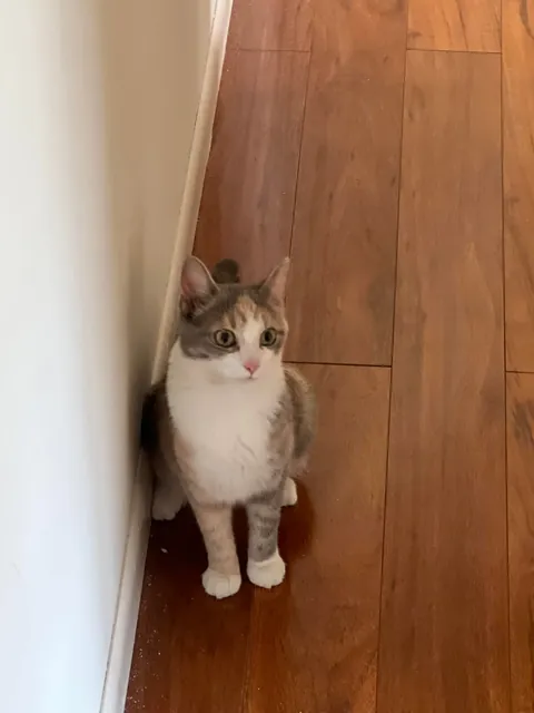 Adopted a calico last week