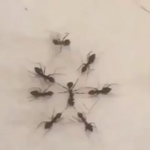 What did he do to deserve this???