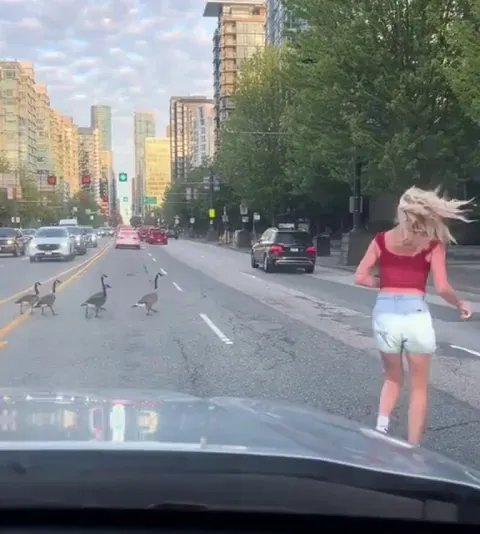 Kind human helping geese cross the street in traffic