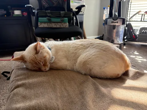 I just had top surgery :) and these two won’t leave my side