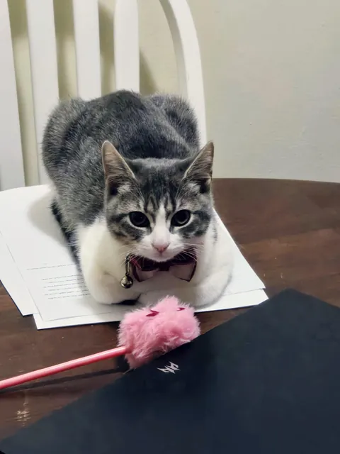 Has your bowl been empty for more than 5 minutes? You may be entitled to financial compensation. Meet Pickles, Attorney at Law.