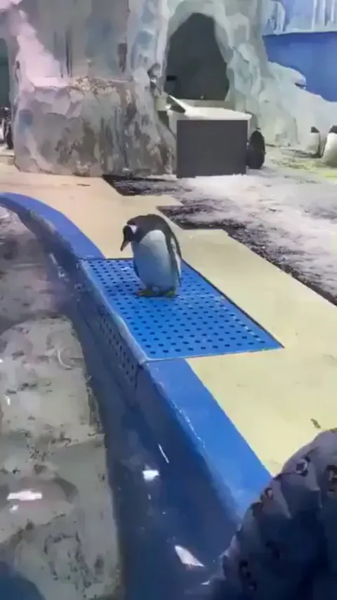 The Michael Phelps of penguins