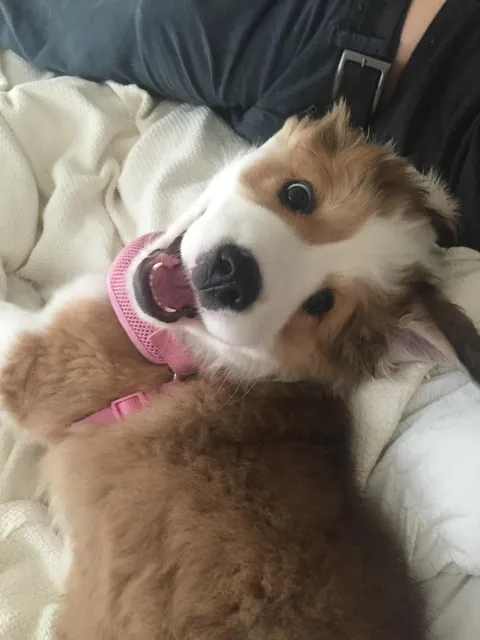 Lily Lotte the Orange Dreamsicle