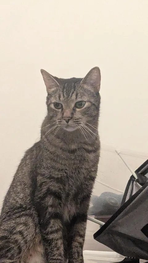 How do I rehome a cat? I don't want to, I love him, but I'm going to be homeless in a few days.