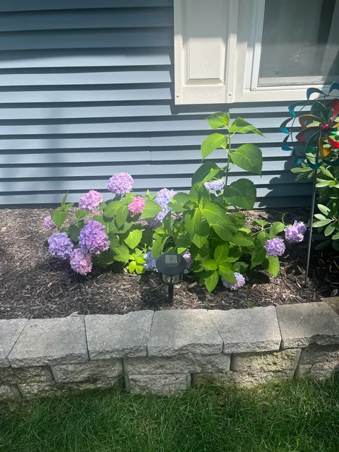 Did my mil ruin my hydrangeas?