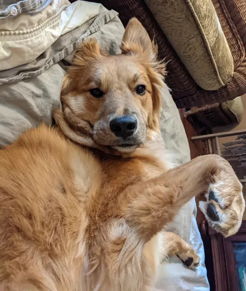 A rarepupper &amp; super mutt, Joji. Small guy with big personality