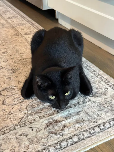 Sometimes my cat doubles as a turkey 🦃