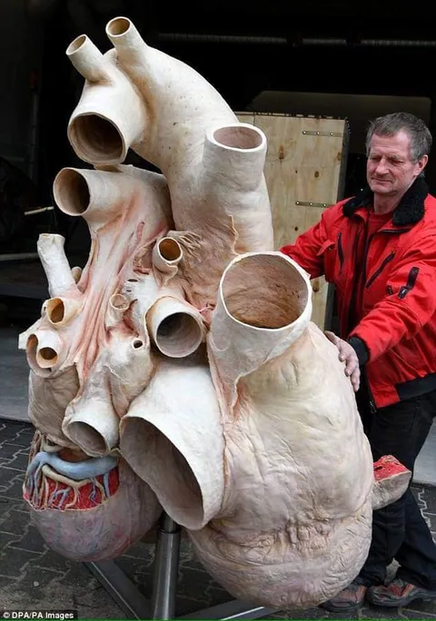 🔥 The heart of a blue whale.