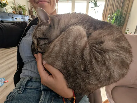 My cat Tashi refuses to accept he is not a little baby anymore 🥹