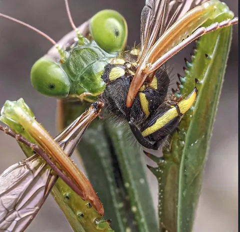 Praying Mantis Eats Yellowjacket