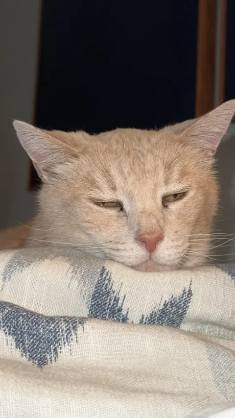 Does anyone else think about how weird it is to have a cat?