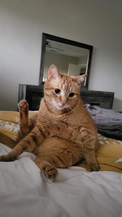 Do you have a special song you made about your cat that you sing to them?