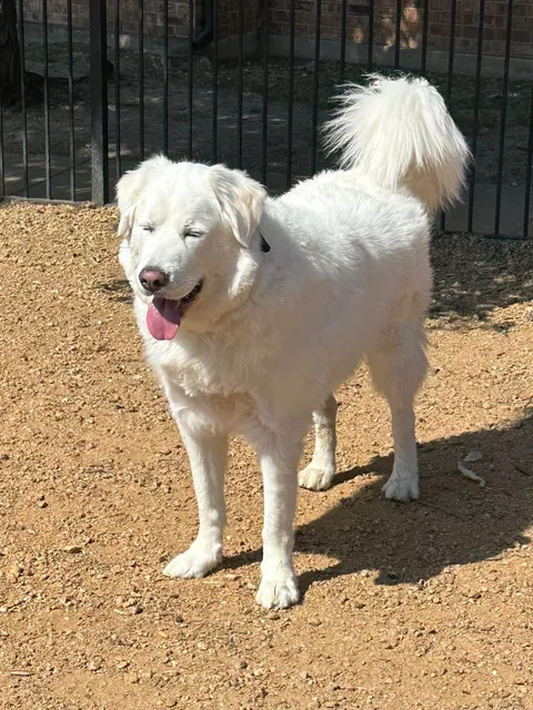 One year ago today, I adopted my sweet boy Mr. Mister!!