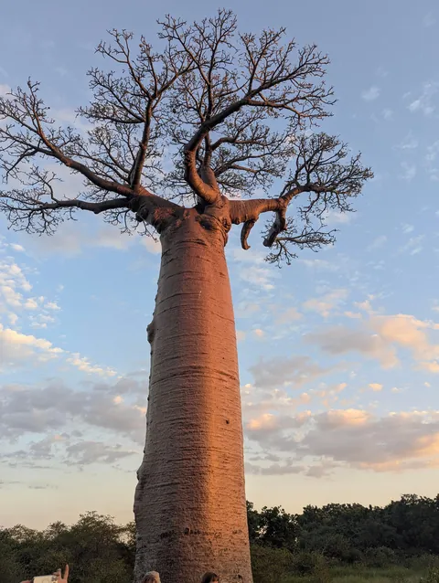 Madagascar : a dying Eden.  It needs you.