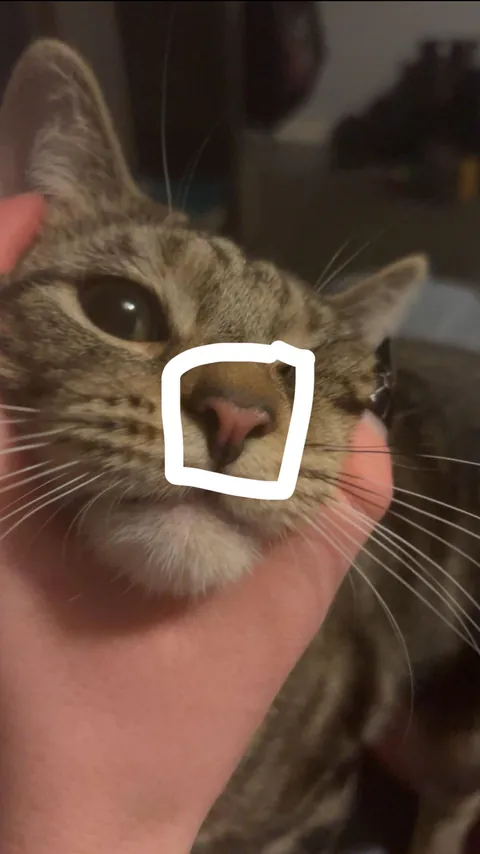 This is so random but could someone help me colour match my cats nose?