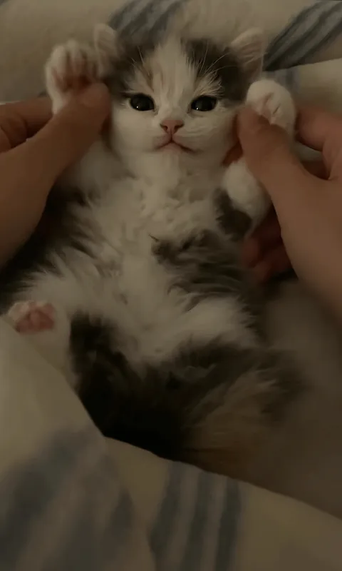 Too cute to be legal 😌🐾