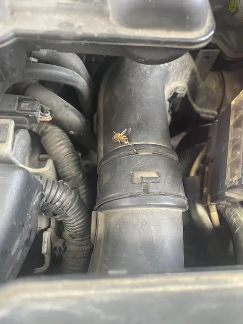 This bee died after stinging my car