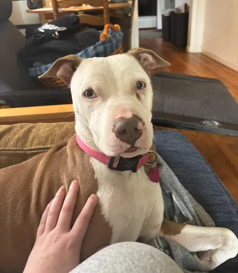 A Rover Client of mine left her dog with me after disappearing (from me) but this is Mocha and she is the most beautiful animal