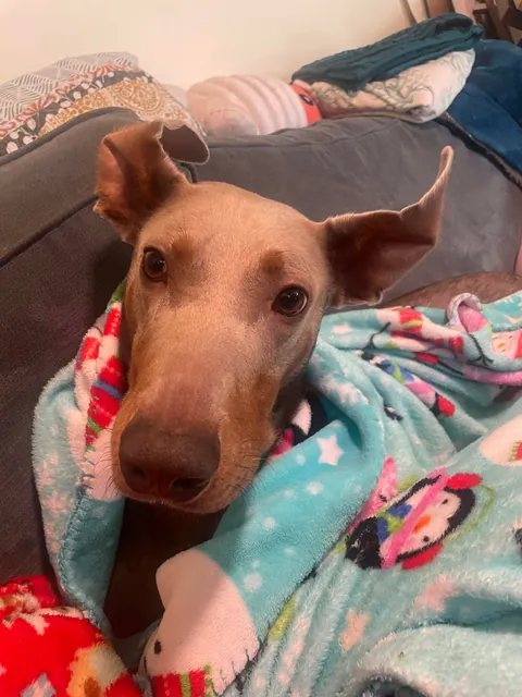 I bet you’ve never seen ears like these before!