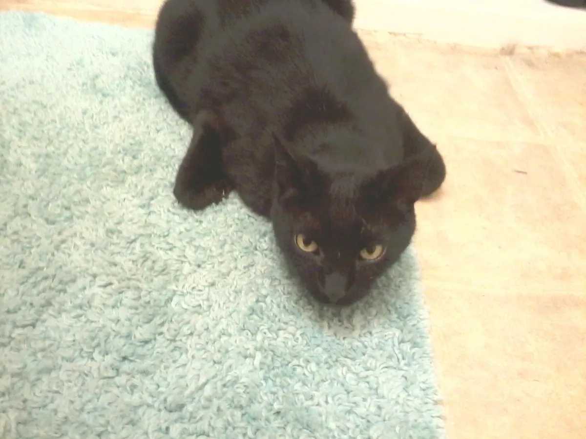 Tomorrow morning, I'll say goodbye to my friend of nearly 20 years 😢