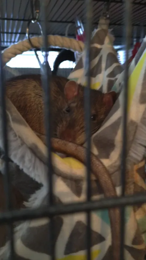 He just looked at me and boggled