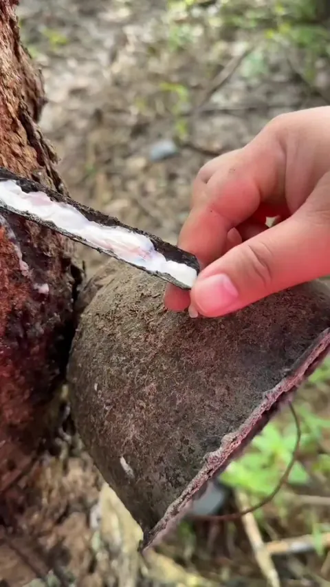 This is how rubber is harvested