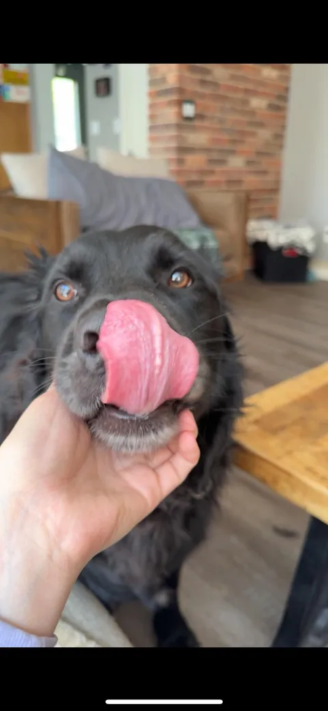 My son Zuko and his long ass tongue