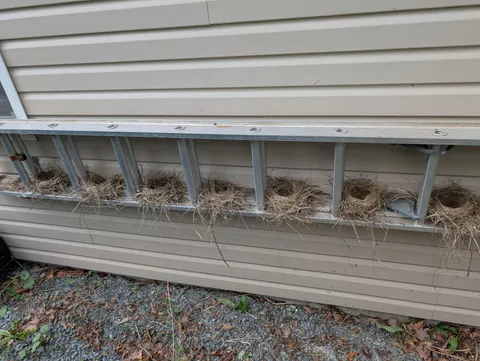 [OC] A bird made 8 consecutive nests in my ladder, each one more complex than the last.