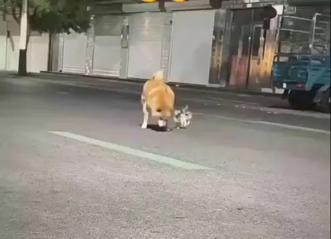 The dog’s not their mom but try telling that to the kittens😭😭😭