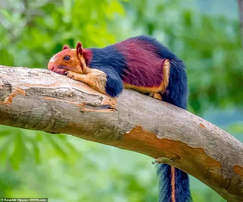 Malabar Giant squirrels have a patchwork of fur, with colours ranging from beige and tan to brown and rust. Image Credit: Kaushik Vijayan.