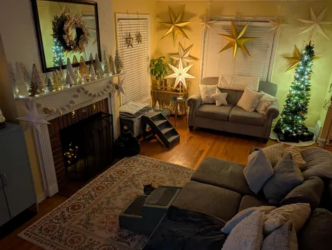 Cozy and senior cat accommodating