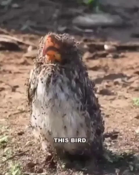 Through a process called Anting, birds use ants to cure skin diseases or microbial infections