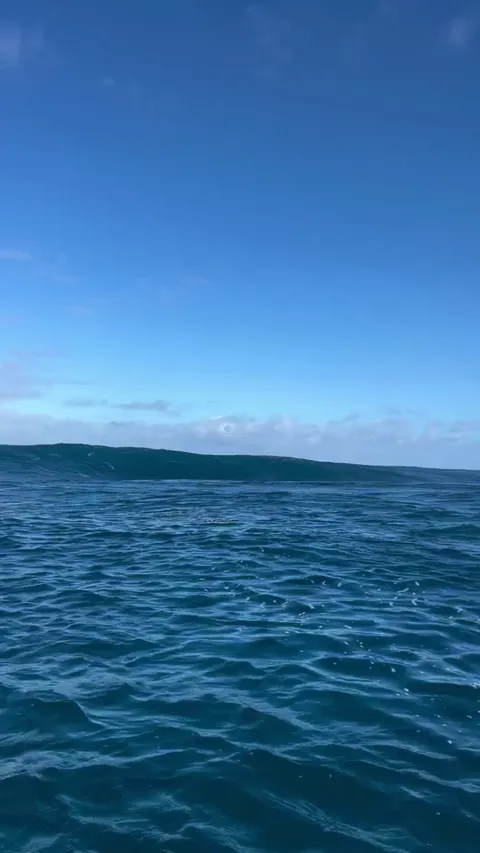 🔥 Dolphins riding a wave.
