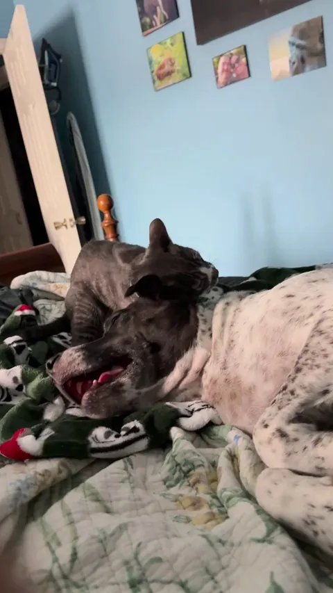 We have four cats but Fin (cat) and Lexi (dog) are the best of friends