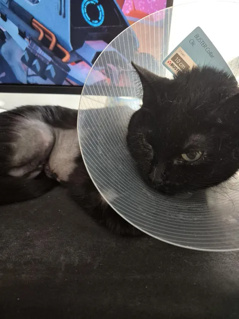 There's an unfortunately large amount of sad posts here, but I wanted to celebrate my girl beating cancer and having fully recovered from her surgery!