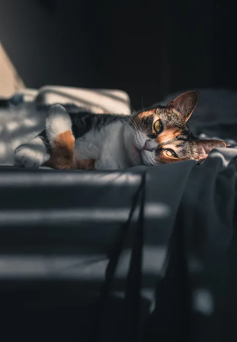 ITAP of my cat chillin by the window