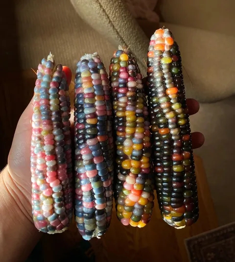 First harvest of glass gem corn 🌽