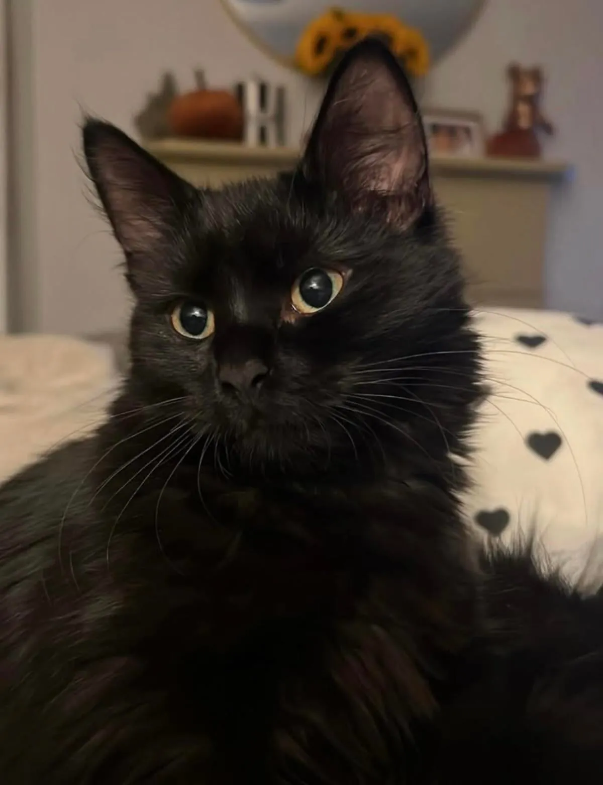 Immortalised my girl 🐈‍⬛🖤