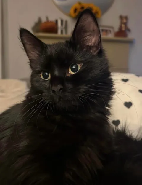 Immortalised my girl 🐈‍⬛🖤