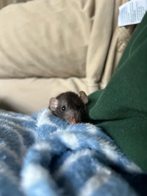 Meet our new dwarf babies Pip and Beans (respectively)