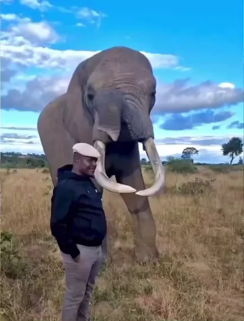 Elephant pretends to eat this guys hat