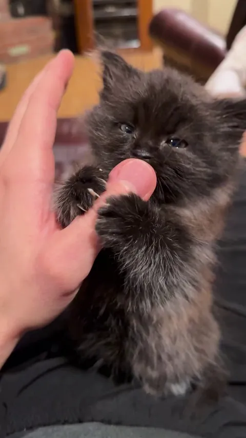 Hooman, your thumb now belongs to me