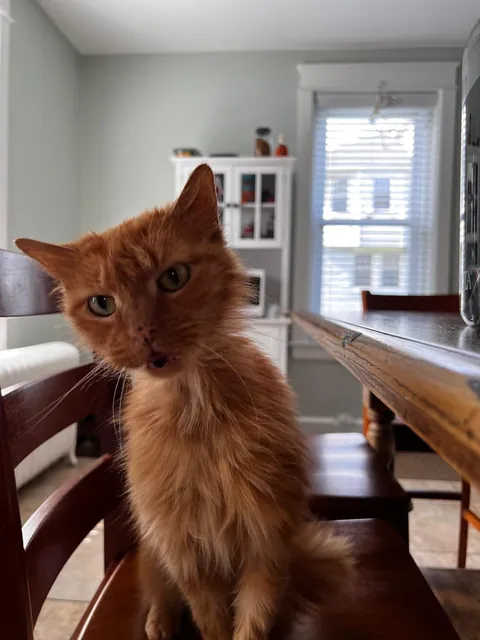 Melissa’s transformation from street cat to bougie cat