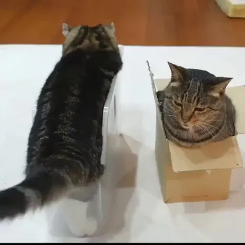 Sometimes the best way to fit is upside down! (video: the vets)