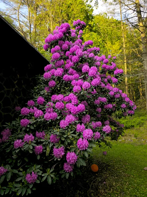 The absolute unit of a Rhododendron at my home is in full bloom!