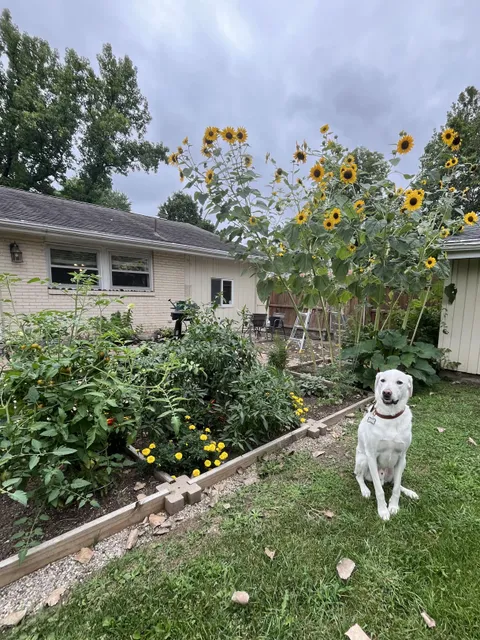 We're moving soon but Peter wanted to show you all our current garden that he loves🌻💛