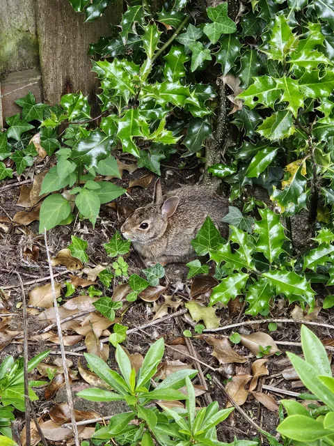 He thinks my yard is his personal salad bar