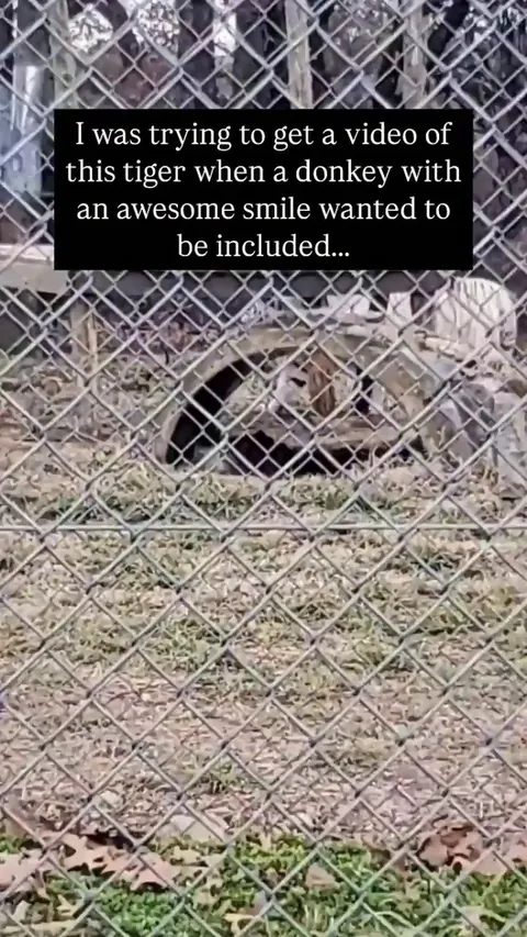 This donkey is loving life 🫏 -- espieee_